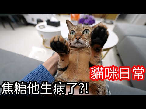 【阿金生活】貓咪日常#4 焦糖他生病了!?