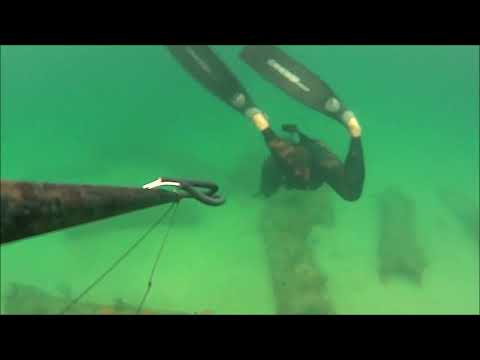 Steinhatchee Sheepshead Spearfishing