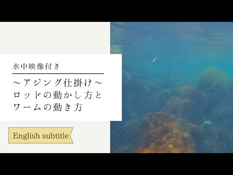 【Underwater videography】How to move rod and rig of Ajing fishing