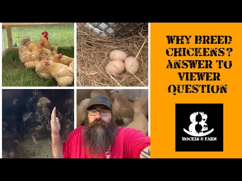 Why Are We Breeding Chickens | Viewer Question