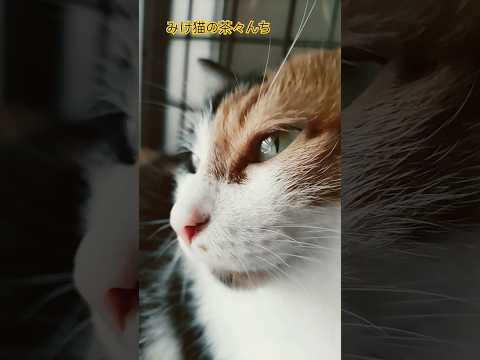 梅雨の間の晴れ間猫たち　#三毛猫#cute #茶トラ#猫のいる暮らし