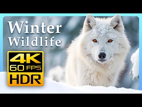 Incredible Winter Wildlife in 4K HDR 60 FPS 🐺❄️ Winter Wonderland - Relaxing Music 4K TV Screensaver