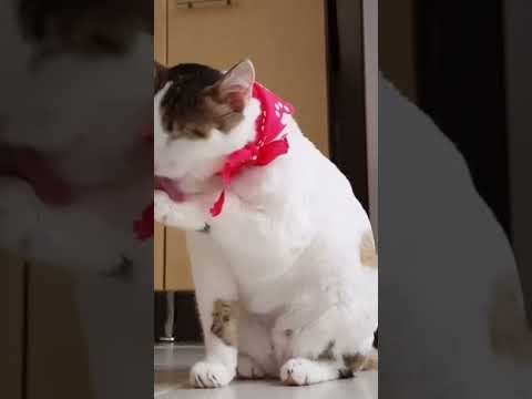 Funny Sound Cats #cat #animal #shorts