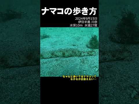 ナマコの歩き方 #水中映像 #ナマコ #歩く @aquaticpro