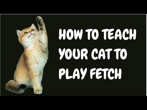 How To Teach Your Cat To Play Fetch