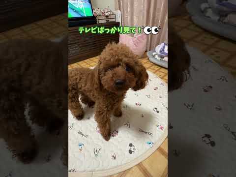 構ってもらえなくて文句を言う犬！【ハク】#shorts