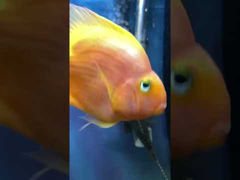 AQUARIUM PETS #aquarium #pets #viral #shorts #shorts #short #shortvideo