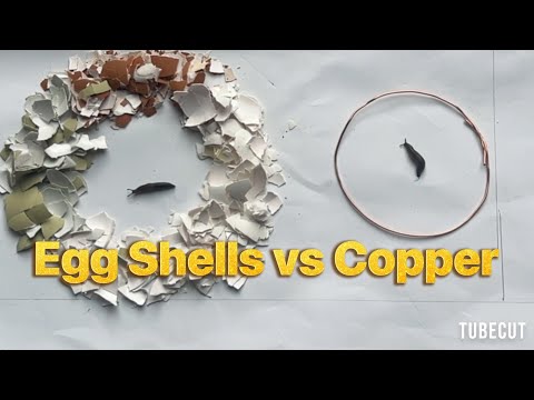 Does Egg shell or Copper wire deter slugs? Let’s find out!