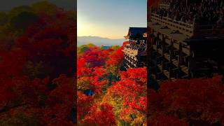 【清水寺】紅葉見頃🍁秋の京都観光🍁京都旅行/清水寺観光