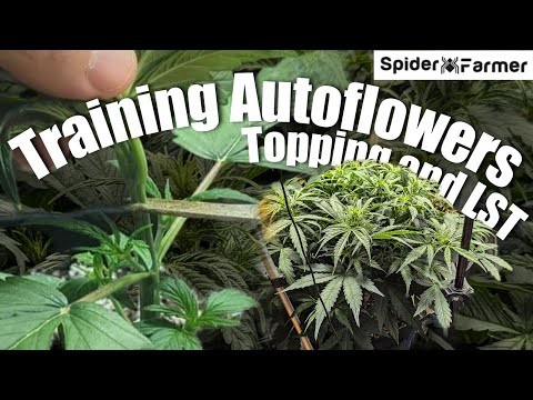 How I Grow E19- Topping and LST - Skunk Autoflower in Gaia Green - Spiderfarmer SF4000 Kit