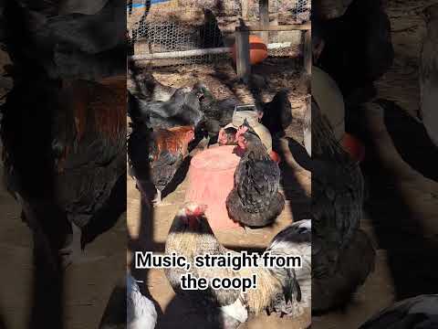 Name that tune 😂🤣#chicken#farmlife