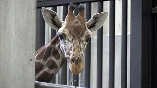 アミメキリン「テンスケ」を公開　札幌・円山動物園