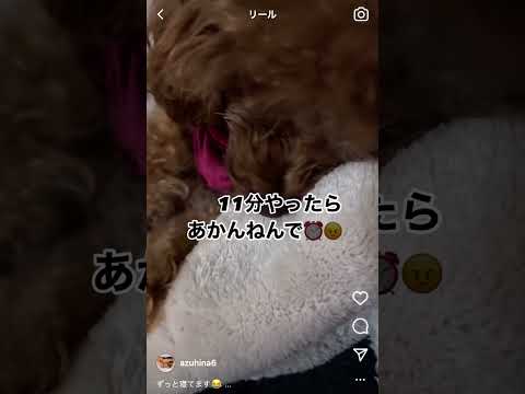 なかなか起きない愛犬#トイプードル #ティーカッププードル #犬 #dog