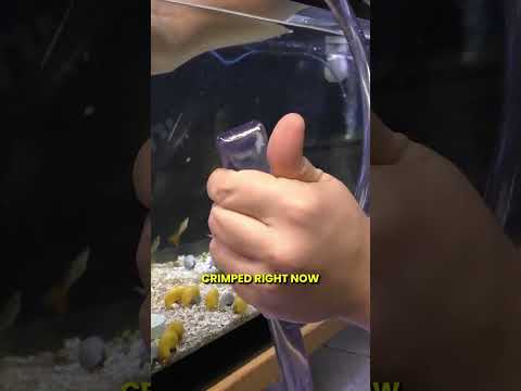 How to Use a Gravel Vac

#aquariumcoop #aquariumadvice #shorts #howto