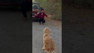 Subscribe for more videos like this #goldenretriever #puppies #doglover