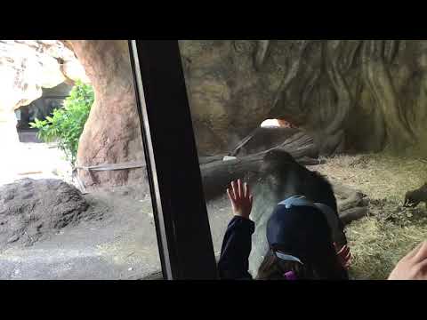 上野動物園　ゴリラ