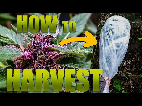 Harvesting Cannabis in October