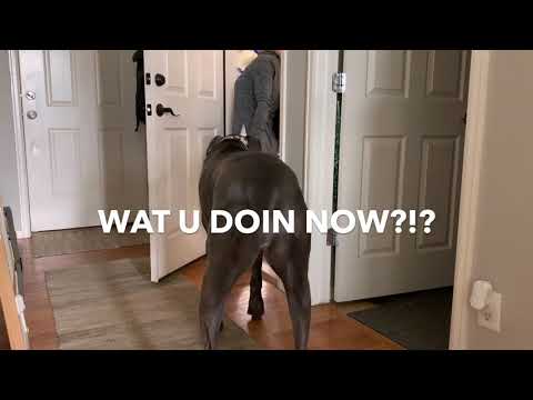 Great Dane helps with the groceries | Great Dane Care