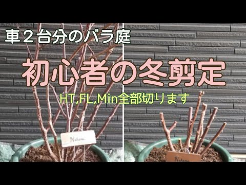 【剪定5連発】初心者の鉢バラ冬剪定🌹