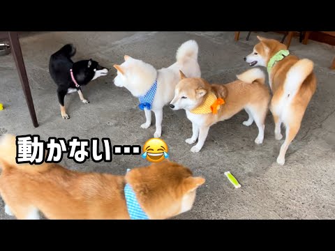 老夫婦みたいな柴犬夫婦の行動が可愛すぎました！