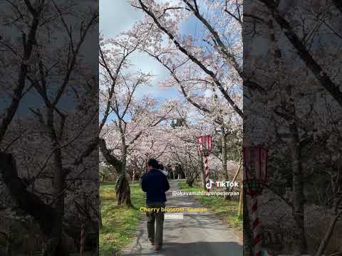 【岡山観光】Cherry Blossoms Season　#shorts