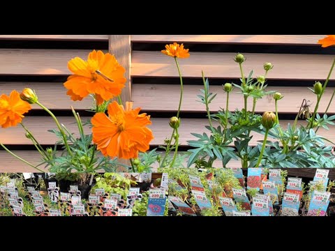 【お買い物マラソン】秋の花を買い歩き