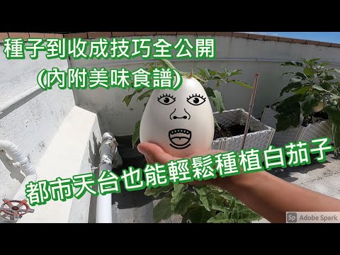 白茄子都市天台種植教學 由種子到收成 蟲害管理 好吃茄子食譜及製作分享 Eggplant picked in the city roof garden, simple roast recipe🍆