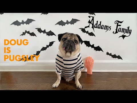 Pugsley from the Addams Family!