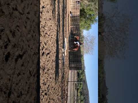 Horse Video   TR 6