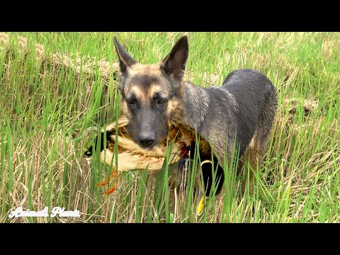 The duck herding dog is very smart and knows how to release weak ducks to a flock of more than 2000