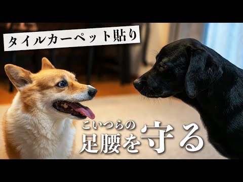 【ペットの滑り止め対策DIY】黒ラブの子犬とコーギーの為に大量のタイルカーペットを敷いてみた