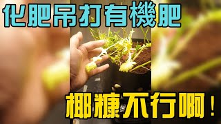 343 化肥吊打有机肥，椰糠种植袋翻车了，肥料大决战终结 --- 投筆從農朱叫獸 365挑戰之343