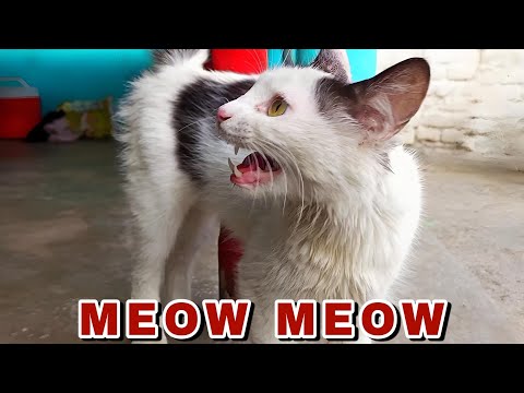 Cat Sound Meow Meow 🐱💕 | Cat Sounds | Cat Voice Sound