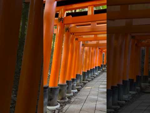 日本鳥居之最/伏見稻荷大社千本鳥居/Fushimi Inari Taisha Senbon Torii#日本#伏見稻荷大社#鳥居#千本鳥居