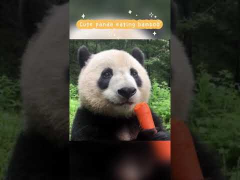 パンダはニンジンを食べます 
Panda Eating Carrot 
#Shorts