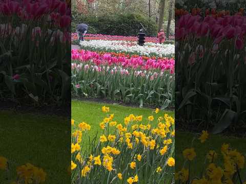 Most Beautiful Spring Garden #flowers #nature #relaxing #music #relaxingmusic #travel #travelvlog