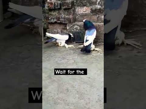 Fancy kabutar #pigeon #shortvideo #shorts #viralvideo