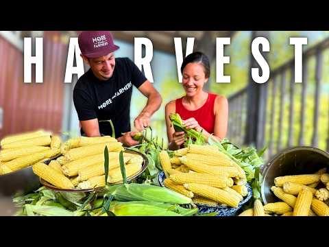 Summer ABUNDANCE: Harvest and Preserving SWEET CORN for the Winter