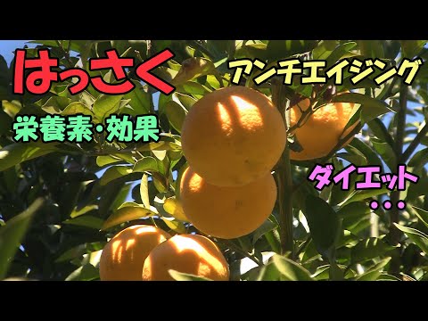 【八朔】はっさくの栄養素・効果