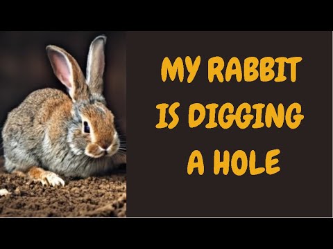 My Rabbit Is Digging A Hole