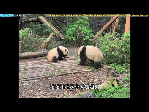 盘点熊猫届3对卧龙凤雏组合 Check out the 3 magical pairs of pandas#panda #panda #cute #funny #giantpanda