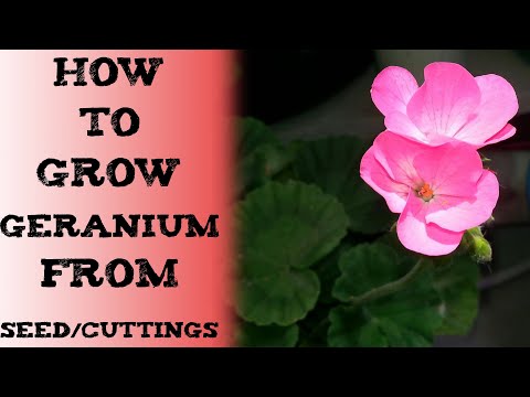 How To Grow Geranium 如何从种子/插条中种植天竺葵 बीज से जीरियम उगाएं cultivar geranio Geranien pflanzen герань