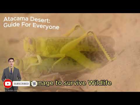 How to Make the Most of Your Time in the Atacama Desert / World Map Series