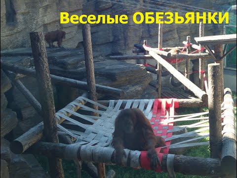 Московский зоопарк: Веселые ОБЕЗЬЯНКИ играют. Прикольные Обезьяны Смешное видео. Приколы с животными