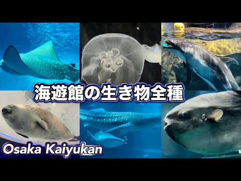 【海遊館】Kaiyukan Aquarium All water animals in 50 min Osaka Japan 2023