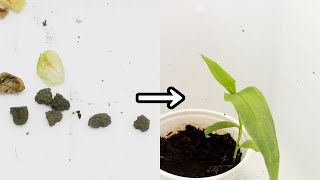 【身近な草】ツユクサの発芽と成長