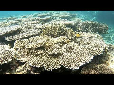 石垣島伊土名ビーチの珊瑚パラダイス