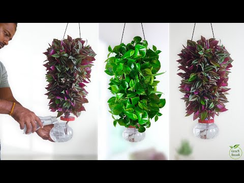 Best Indoor Plants Ideas to Brighten Every Room of Your Home//GREEN DECOR