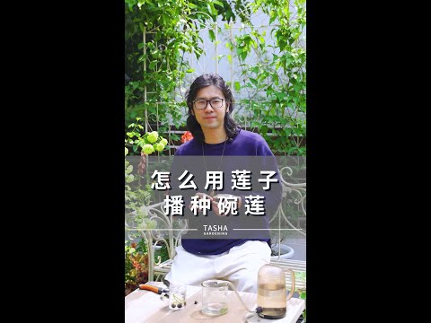 怎么用莲子播种碗莲