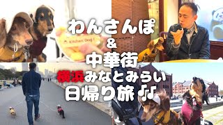 【犬連れ横浜日帰り旅】赤レンガ倉庫わんさんぽと中華街を日帰り旅行してきたよ～🐕🐕🐾東京都 ペットショップの売れ残りと元保護犬とお出かけ